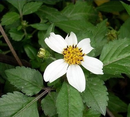 白花鬼针草图片