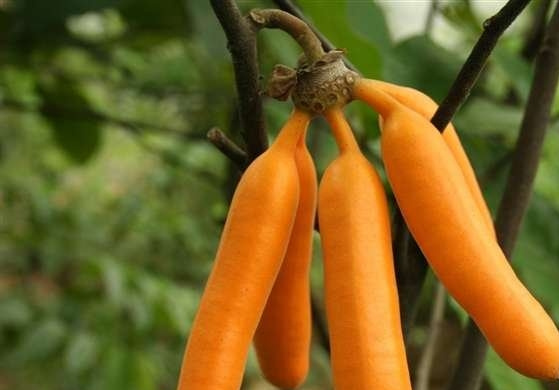 ��������ͼƬ