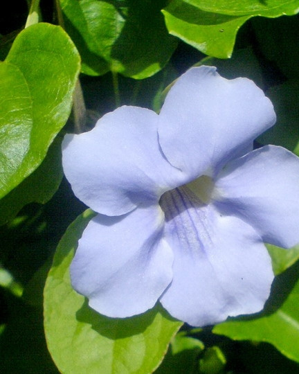 大花老鸦嘴图片