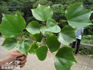 大果马蹄荷图片 高达25—30米；老枝黑褐色，无毛
