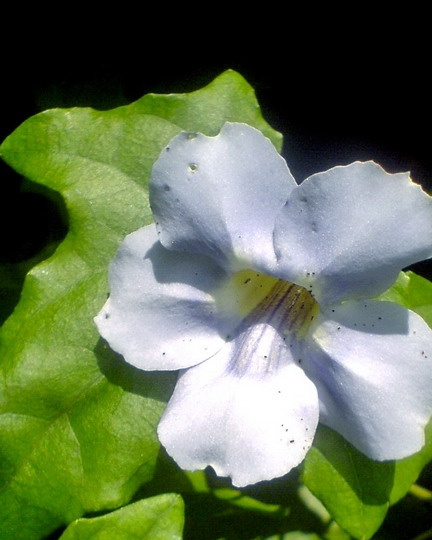 大花老鸦嘴图片