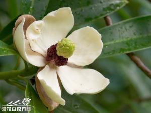 木莲图片 常绿乔木，高达20米。干通直，树皮灰色，平滑