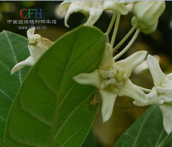 白花牛角瓜图片