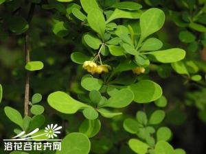 日本小檗为落叶灌木，高达2—3米；多分枝，枝条广展