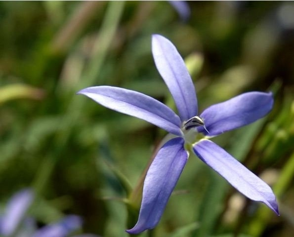 彩星花图片