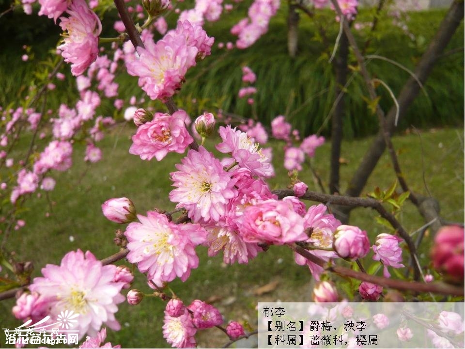郁李图片