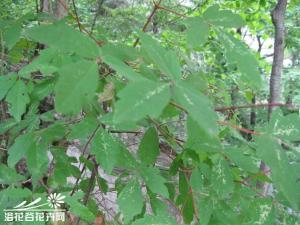 血皮槭图片 落叶乔木，高10-20米。树皮赭褐色，常成卵形