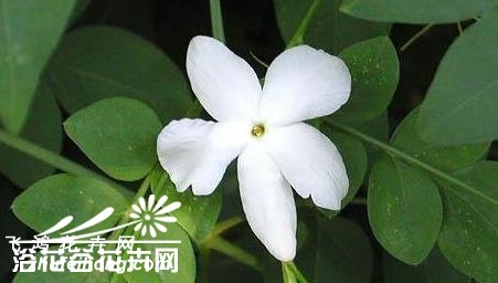 素方花图片