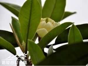 灰岩含笑，小乔木，高3-8米。嫩枝被淡黄色绒毛，老枝无毛