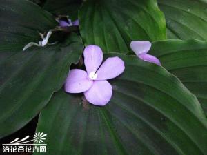 紫花山|奈图片 根茎块状，须根细长。叶基生，2-4片一丛，叶片长圆形