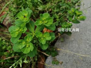 泽漆，为大戟科植物泽漆的全草。一年生或二年生草本