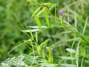 小巢菜为一年或二年生草本