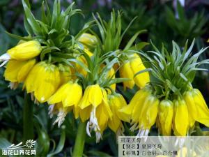 冠花贝母/皇冠贝母