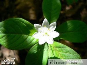 七瓣莲图片
