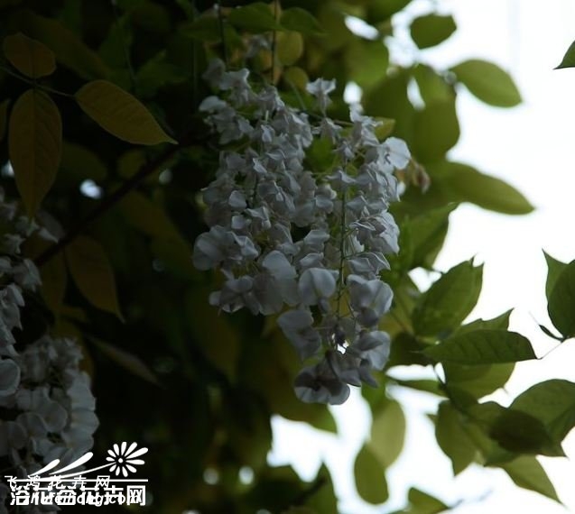 白花紫藤图片