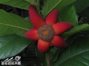 ��������ͼƬ