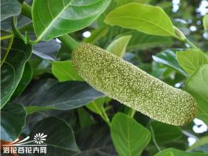 面包树为常绿乔木，一般高10多米，最高可达40多米