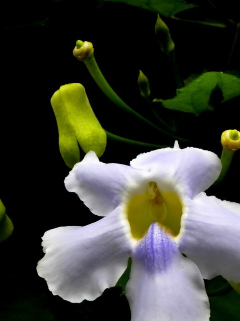 大花老鸦嘴图片