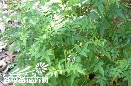 素方花图片