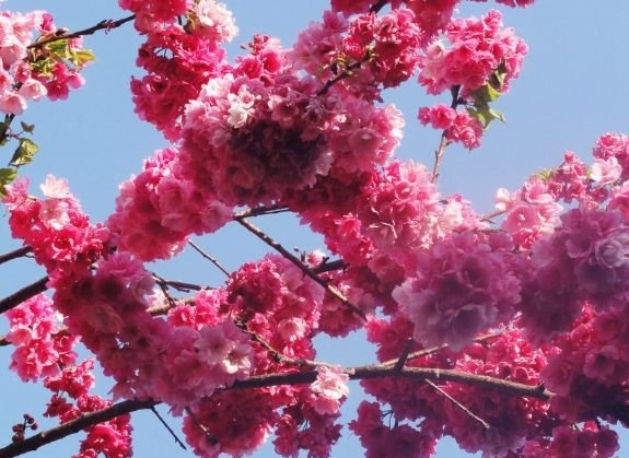云南樱花图片