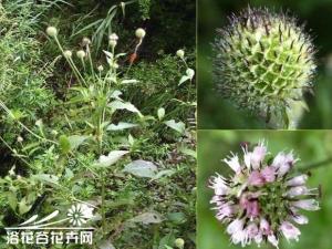 川续断图片 高达90厘米，茎生叶对生，中央裂片特长，头状花序圆形