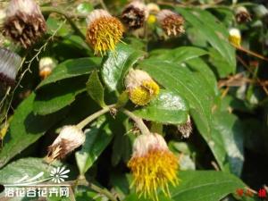 东风草图片 叶片卵形、卵状长圆形或长椭圆形