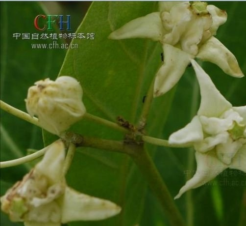 白花牛角瓜图片
