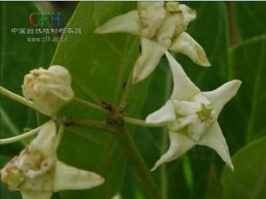 白花牛角瓜图片 枝条幼嫩时被灰白色绒毛，老渐无毛