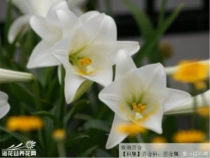鳞茎球形或近球形，高2.5-5厘米；鳞片白色