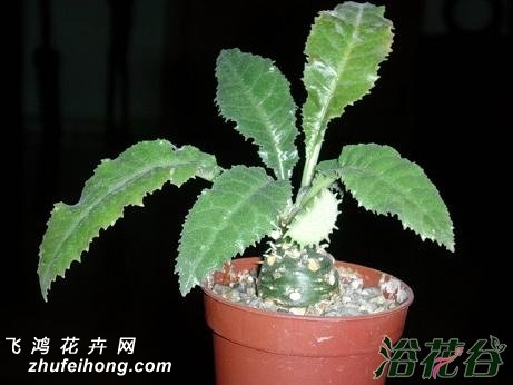 Ҷɣ(Dorstenia crispa)