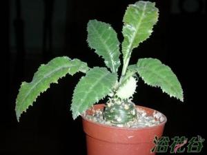 Ҷɣ(Dorstenia crispa) Ҷɣ(Dorstenia crispa)ҹĿǰϡ