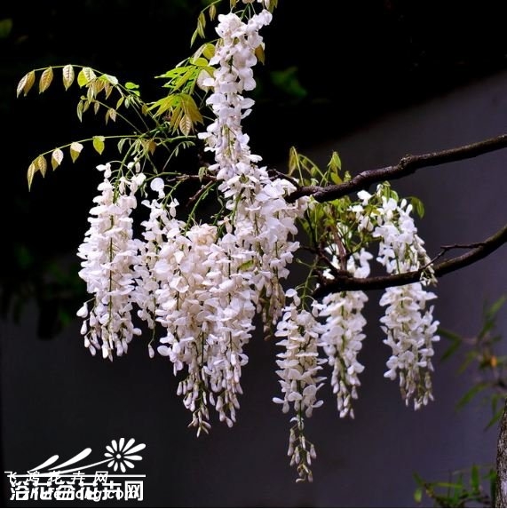 白花紫藤图片