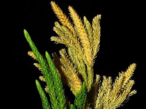 ֱʯͼƬ 龥ϸߣػɫ