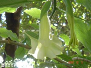 白花曼陀罗图片 茎直立，圆柱形，高30～100cm