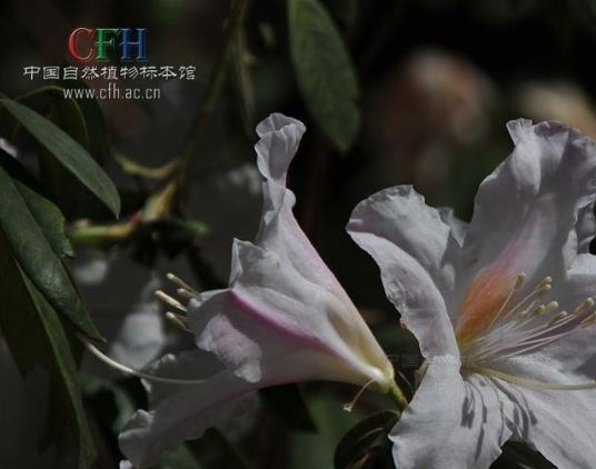睫毛杜鹃图片