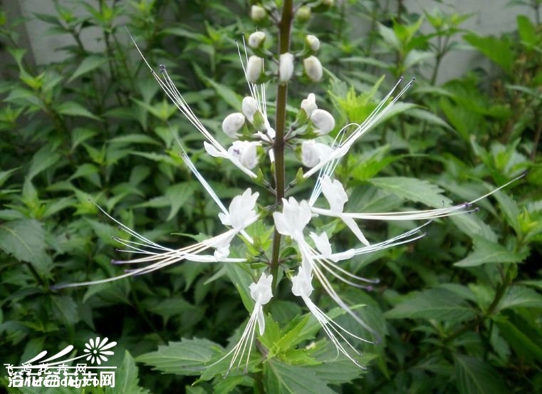 猫须草图片