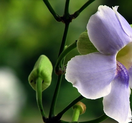 大花老鸦嘴图片