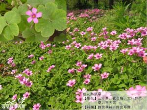 红花酢浆草图片 别名花花草、三叶草、夜合梅、大叶酢浆草、三夹莲、铜锤草