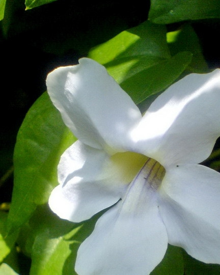 大花老鸦嘴图片