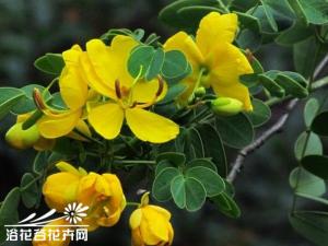 黄花决明为常绿大灌木，花似小蝴蝶，为蝶形花冠