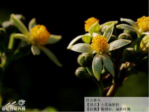 孩儿拳头椴树科扁担杆属，落叶灌木，高1～2m