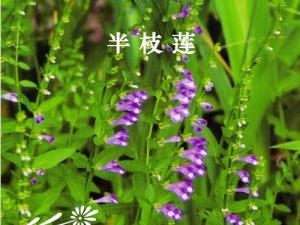 半枝莲为多年生草本。根须状。茎直立，四棱形，高15～50厘米