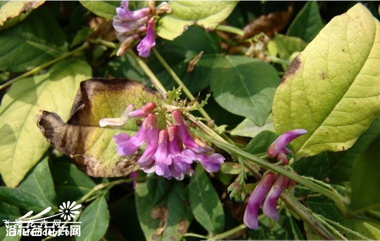 歪头菜图片
