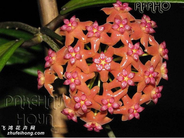 Hoya benguetensis