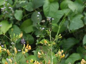 木豆图片 高1-3m，全体灰绿色。总状花序腋生，具梗，花蝶形，花冠红黄色