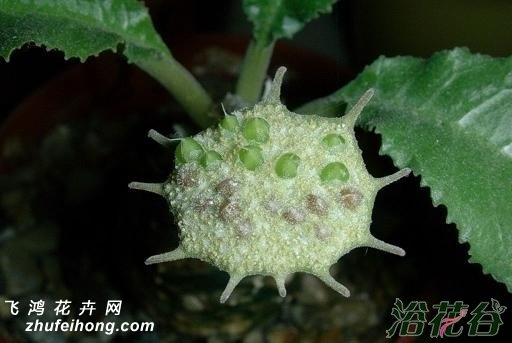 Ҷɣ(Dorstenia crispa)