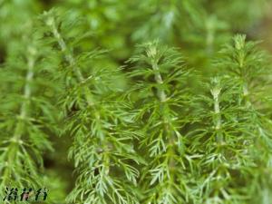 石龙尾图片 茎细长，沉水部分无毛或几无毛