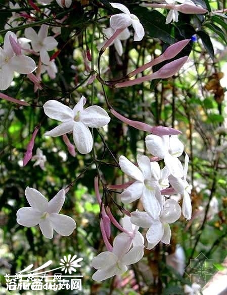 素方花图片