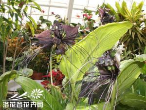 箭根薯，多年生草本，高达80cm；根茎粗壮，圆柱形，有多数须根