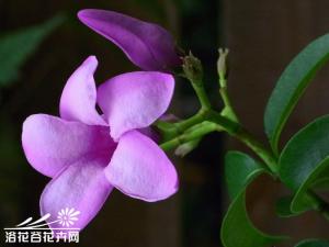 橡胶紫茉莉，落叶蔓性藤本